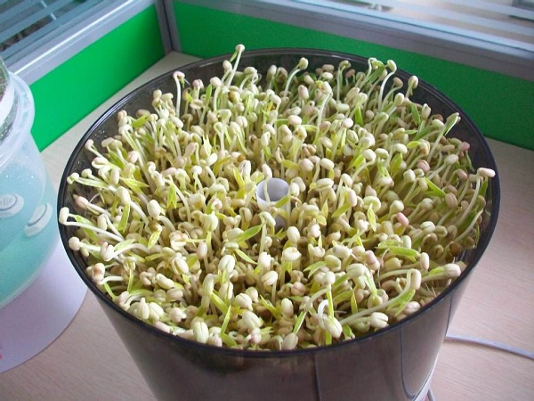 荷叶有大也有小_星空体育官网